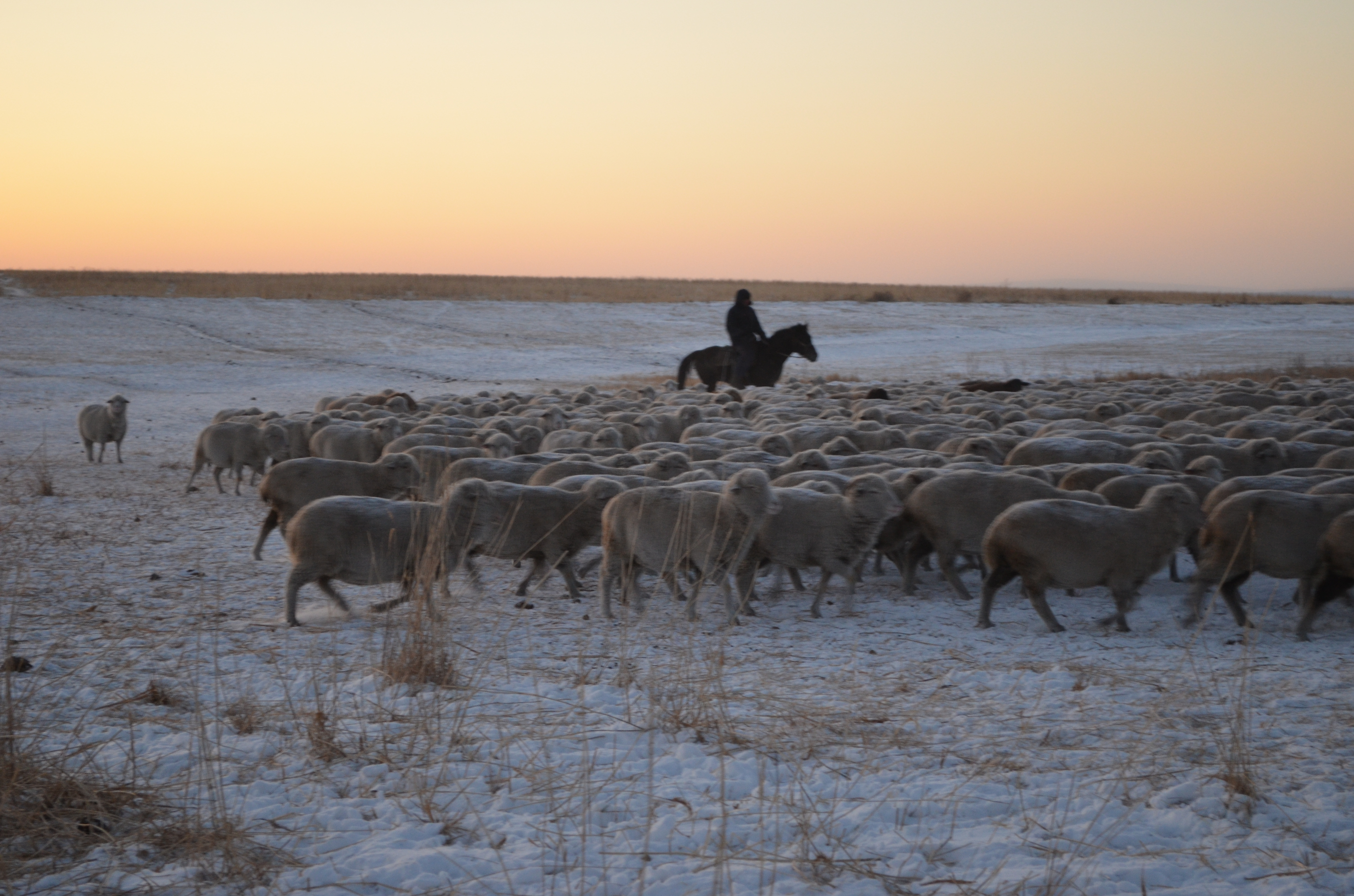 Фермеры Забайкалья за пять лет на средства грантов создали 300 рабочих мест
