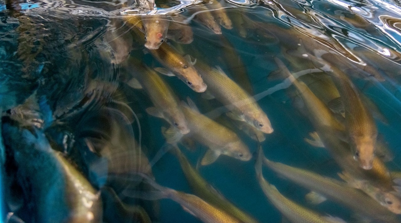 На Рыбинском водохранилище Вологодской области фиксируется увеличение уловов у рыбодобывающих предприятий