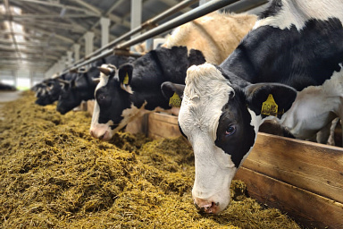 Объём реализации молока в сельхозорганизациях вырос на 5,4%