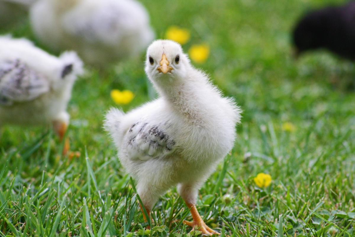 Ученые выяснили, как с помощью игр оценить здоровье цыплят