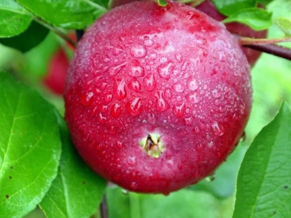 Органические яблоки и топинамбур выращивают в Липецкой области