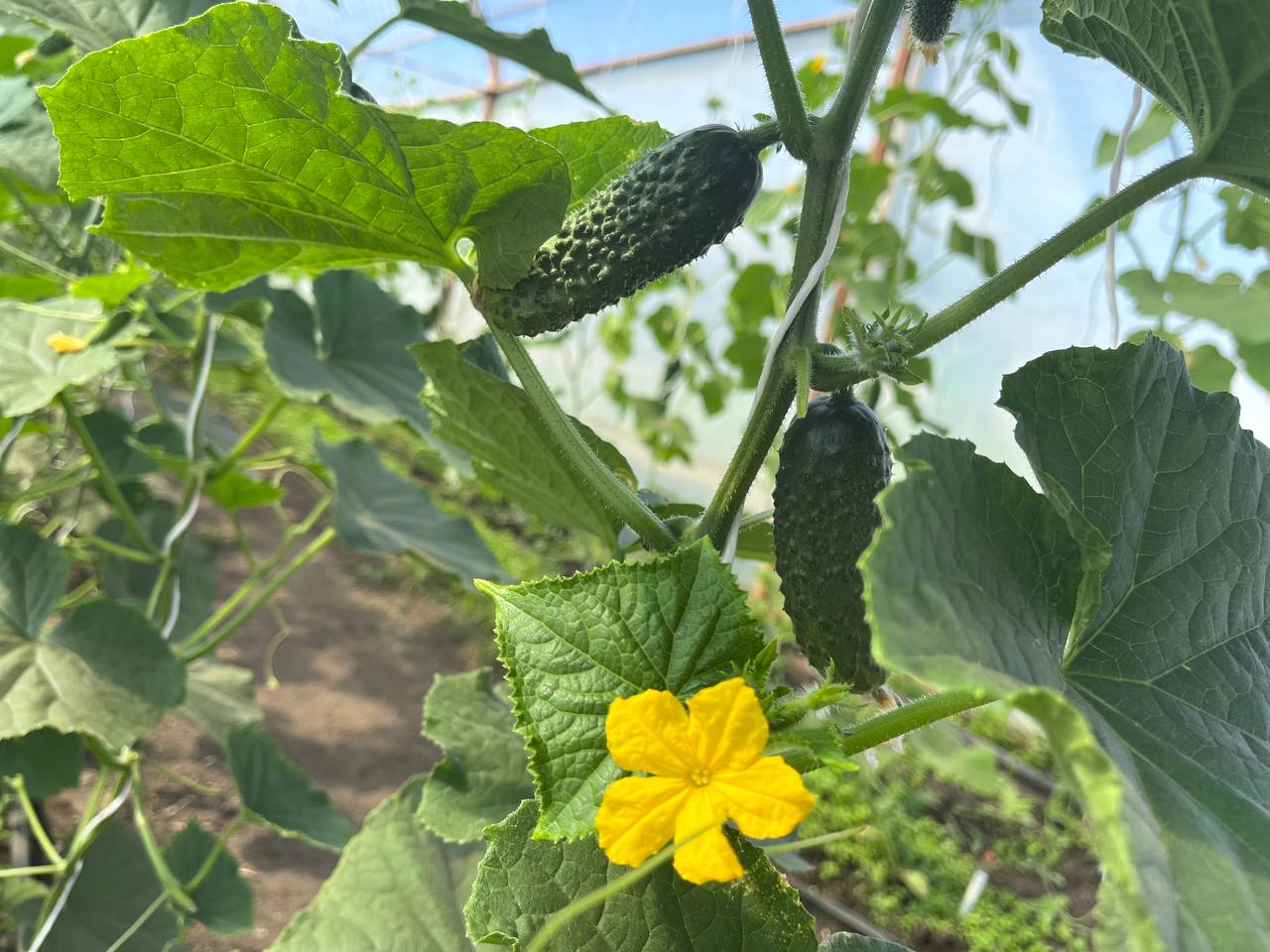 Саратовская область собрала более половины запланированного объема урожая овощей закрытого грунта 