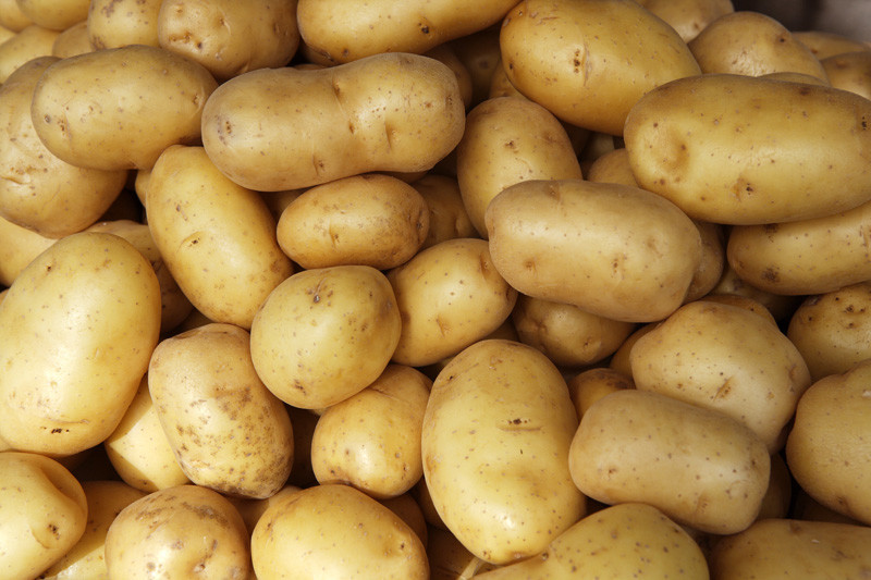 Фермер из Брейтовского района Ярославской области благодаря господдержке увеличивает производство картофеля