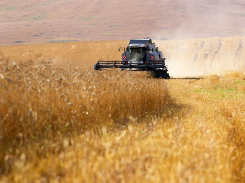 Хозяйства Забайкалья намолотили на 10 тыс. тонн пшеницы больше уровня 2021 года