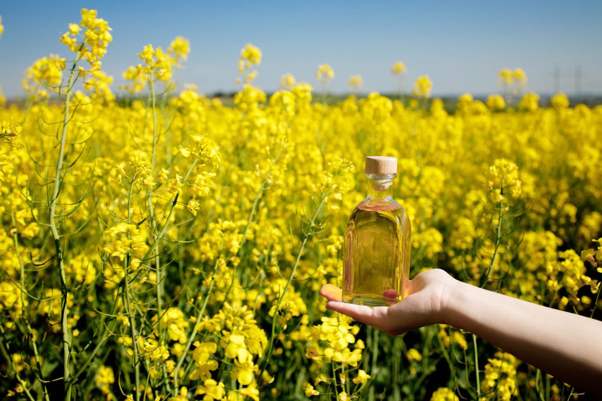 В России растет производство и экспорт рапсового масла — Минсельхоз