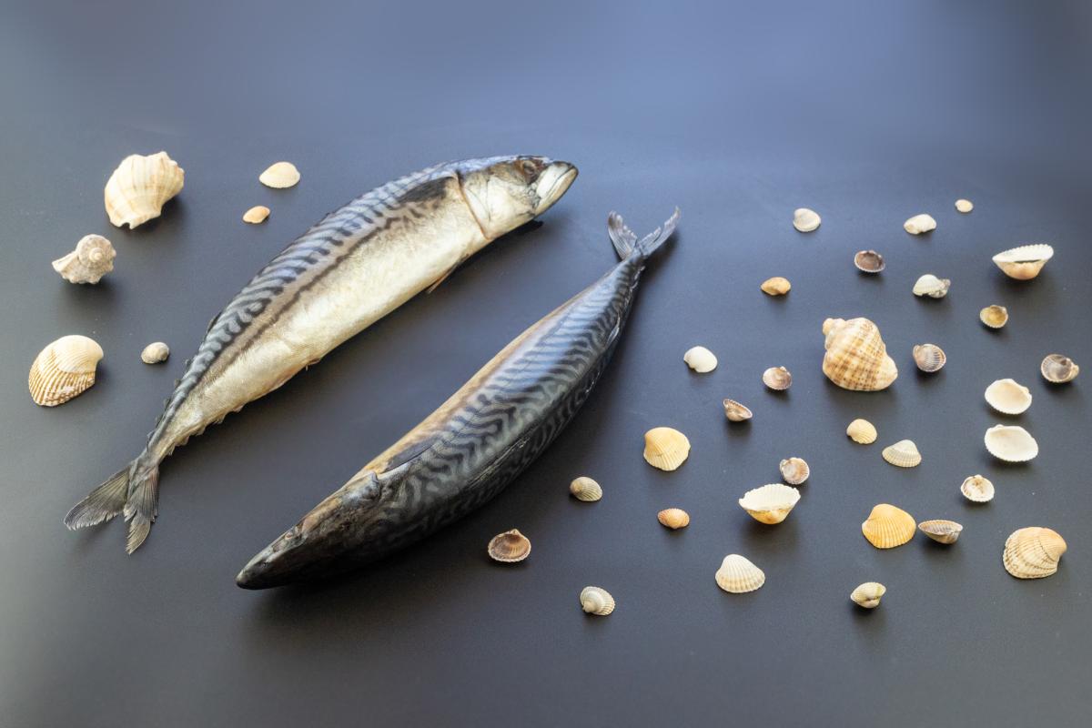 Общероссийский вылов рыбы и морепродуктов продолжает расти