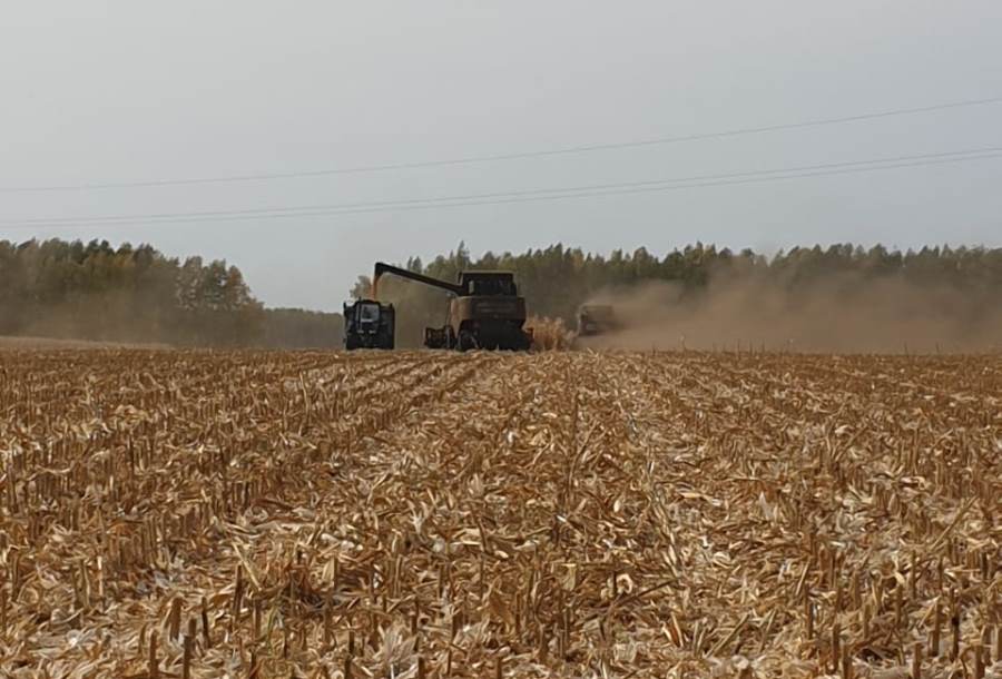 Тамбовские аграрии ожидают крупный урожай зерновых