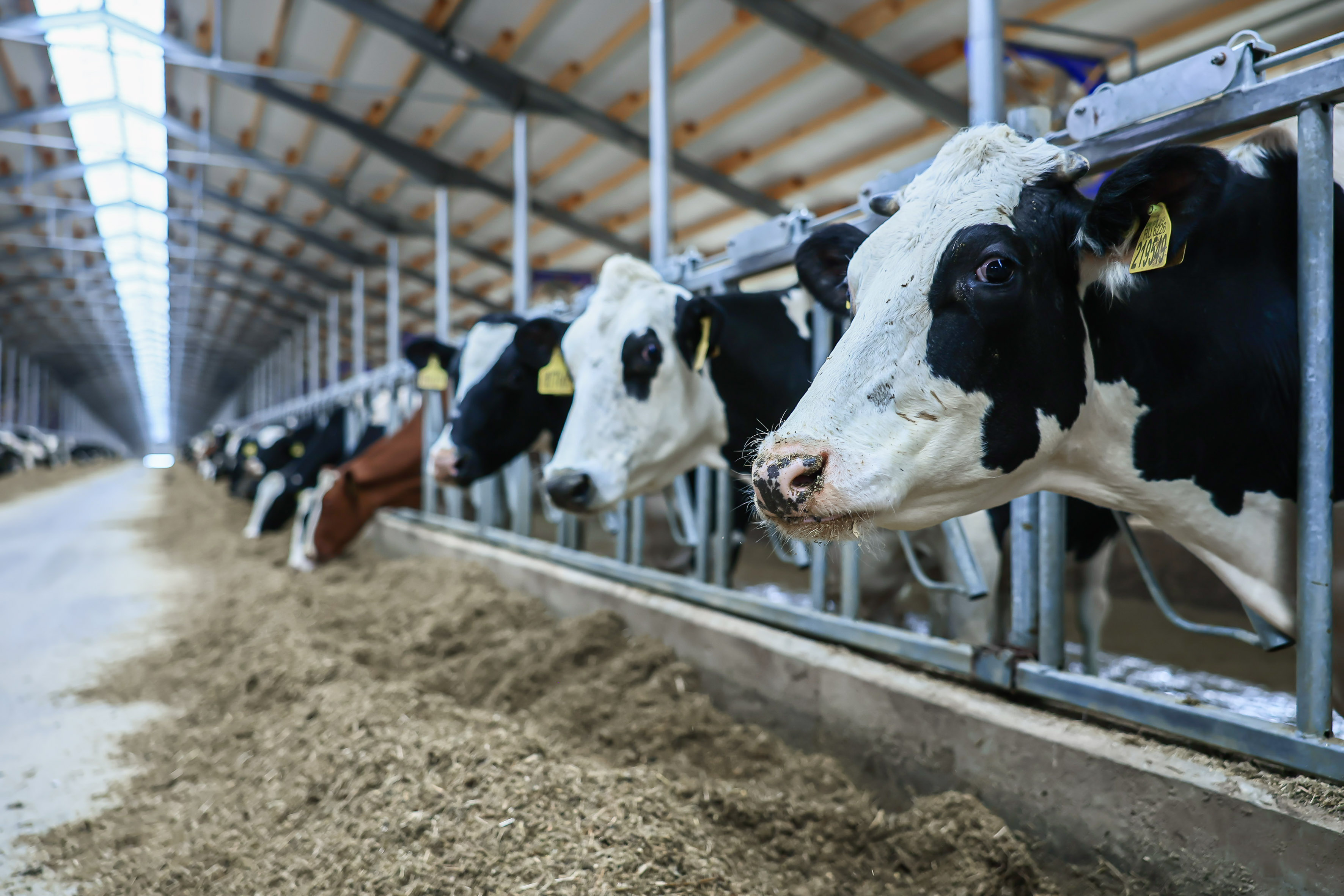 В Подмосковье среди региональных хозяйств определили лучших коров по молочной продуктивности