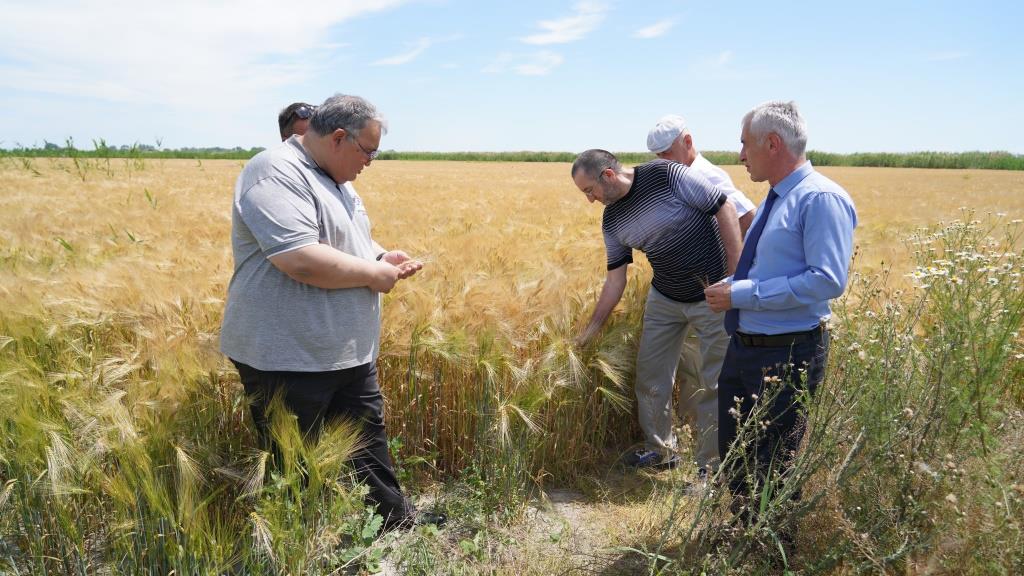 В Дагестане ознакомились с посевами нового сорта ячменя и переработкой продукции на «Кизлярагрокомплексе»