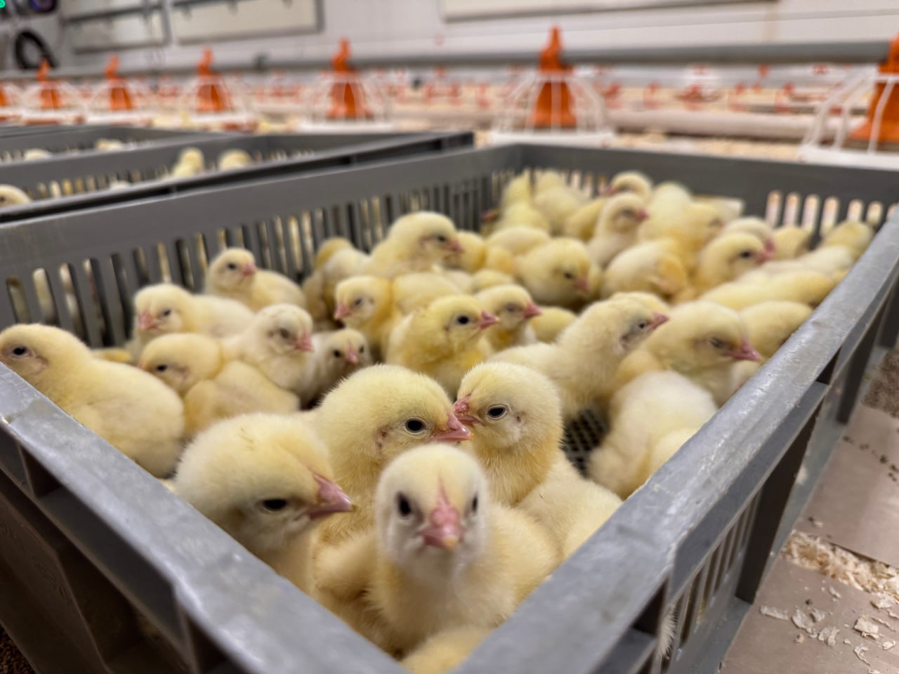 18 новых птичников построены в Вачском округе Нижегородской области при господдержке