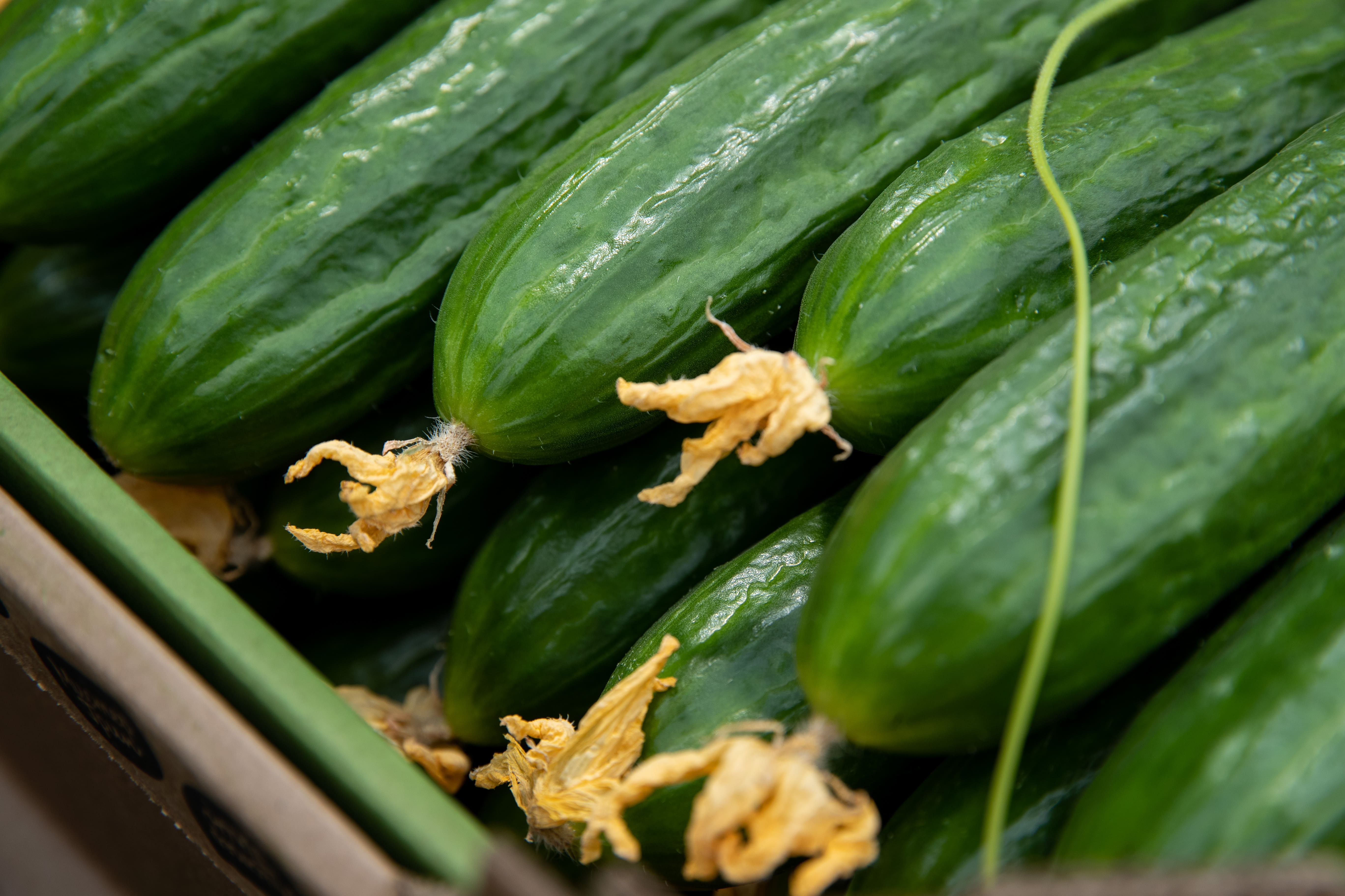 Саратовская область вышла на 1 место в ПФО по валовому сбору овощей