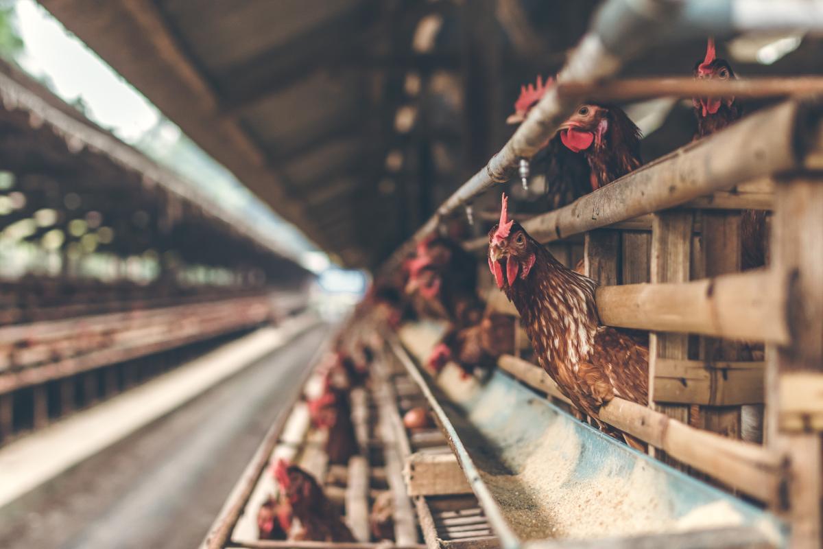 В России утверждены новые ветправила содержания птицы