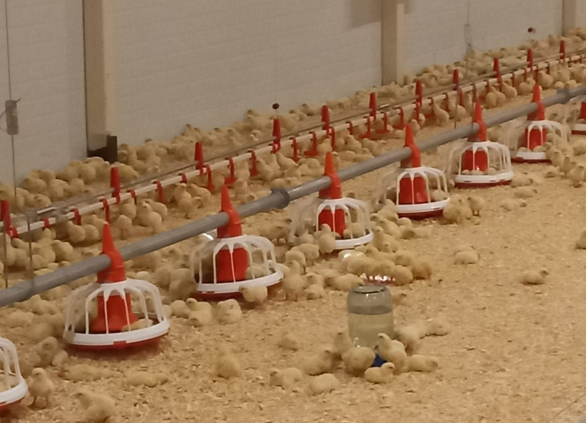 Крестьянское фермерское хозяйство Инны Кузнецовой развивает птицеводство в Томском районе