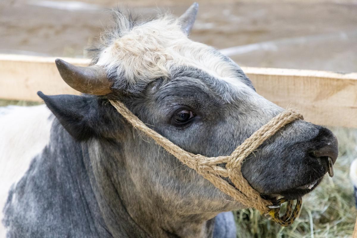 В Нижегородской области в 2024 году выросло производство молока, скота и птицы на убой 