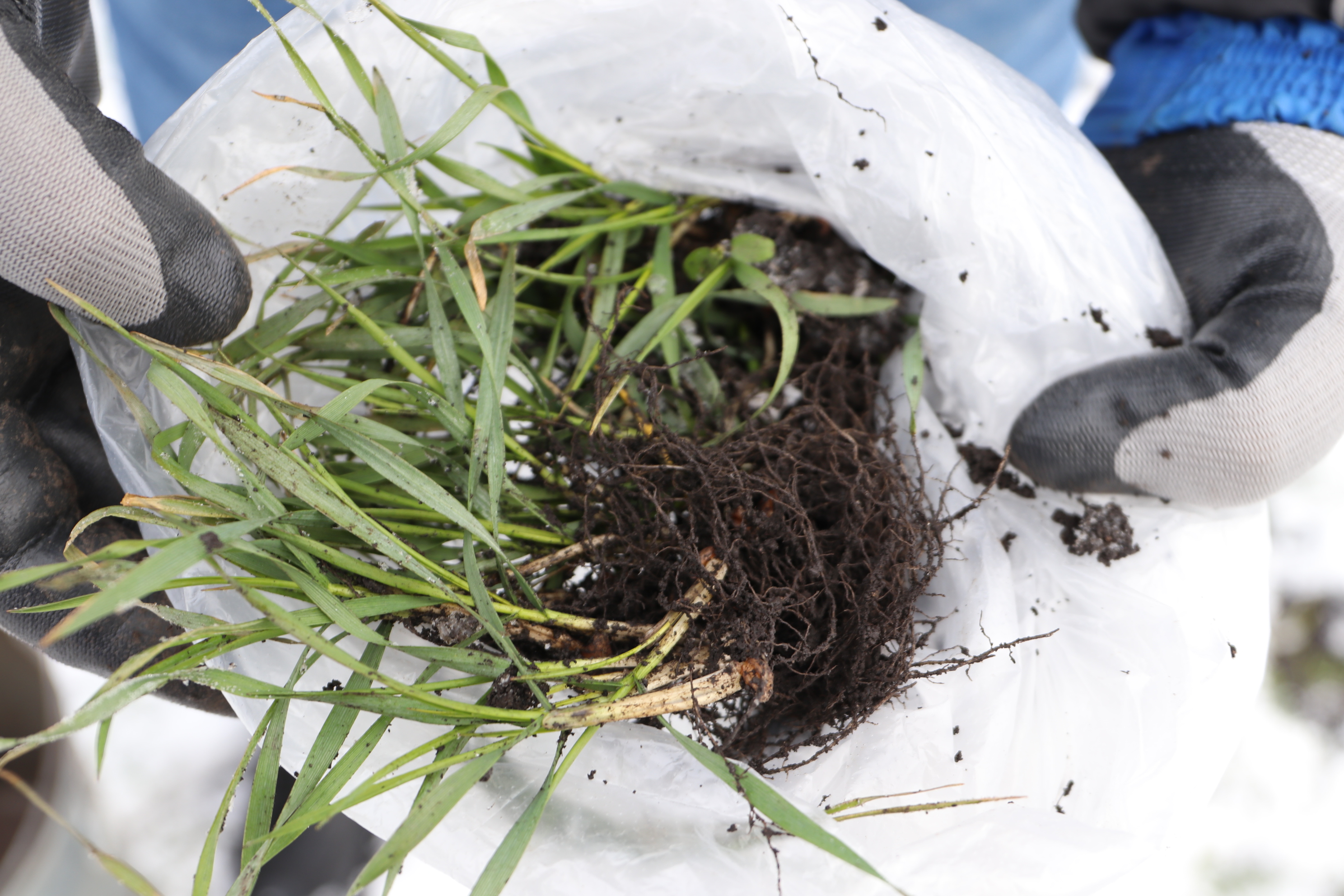 Озимые культуры в Липецкой области находятся в удовлетворительном состоянии