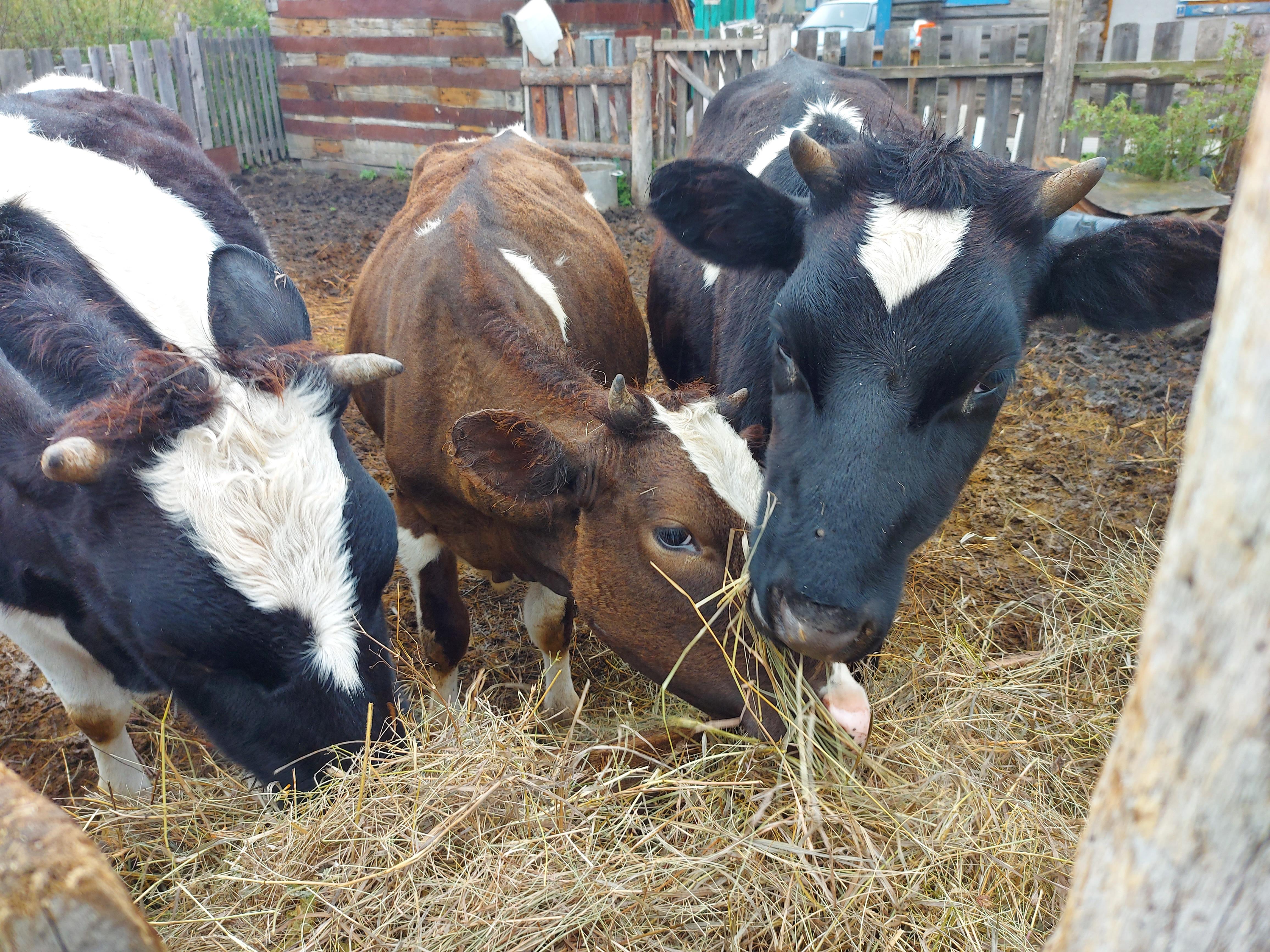 Сельхозорганизациям Кузбасса возмещена часть затрат на закуп молока