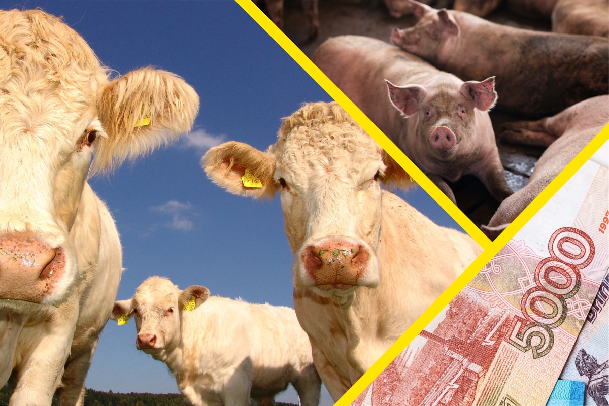 В Свердловской области за 2024 год произвели сельхозпродукцию на 132,4 млрд руб. 