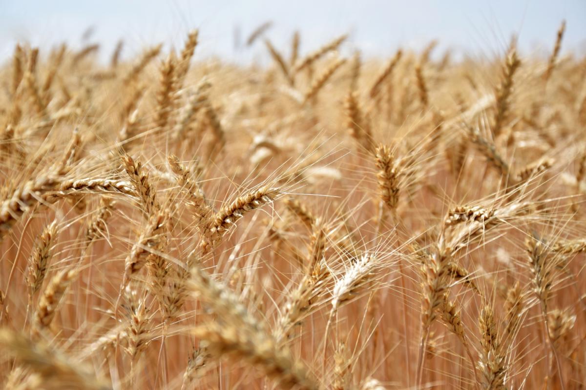 Продажи российской пшеницы выросли до рекордных значений