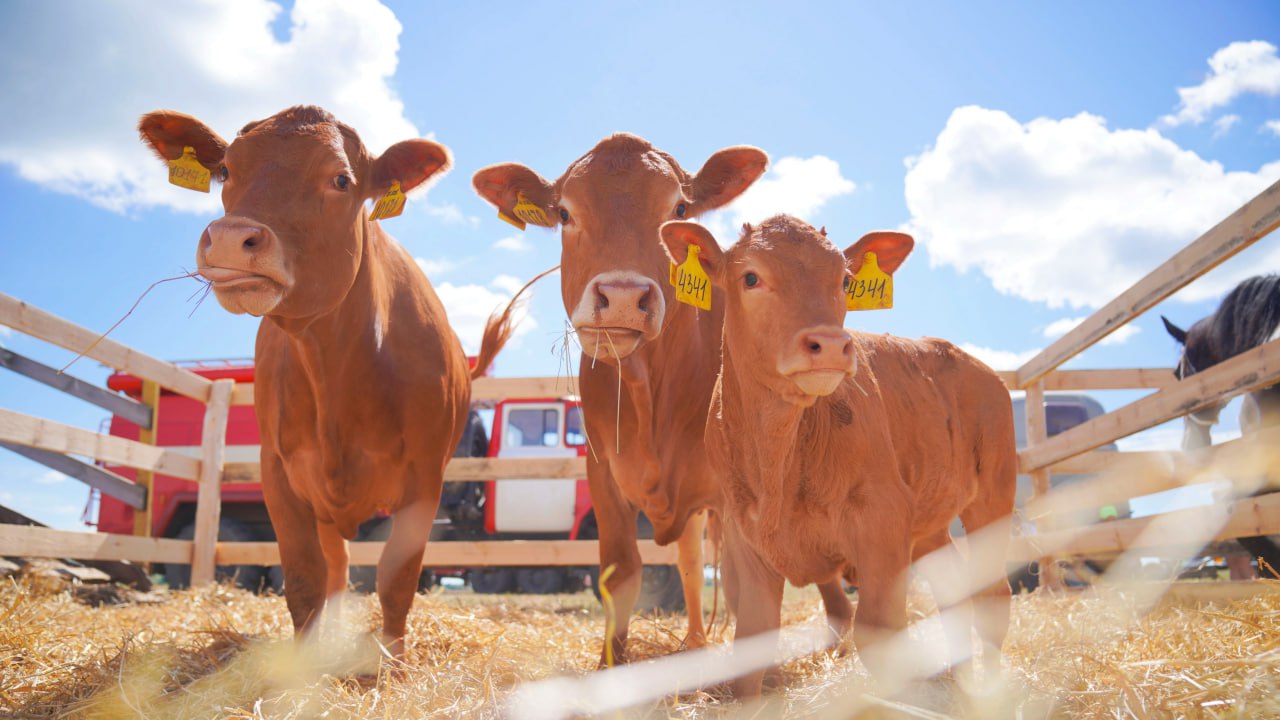 В первом полугодии в Ивановской области вырос объем производства животноводческой продукции