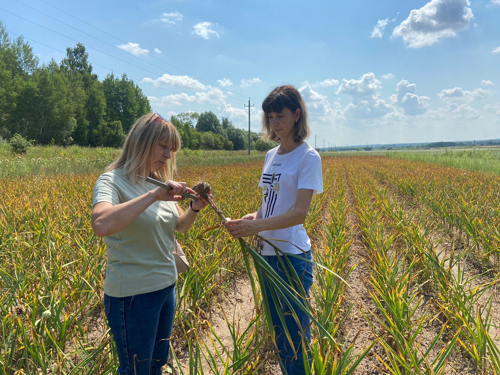 ГБУ «Россельхозцентр» по Тульской области апробирован чеснок для российских фермеров