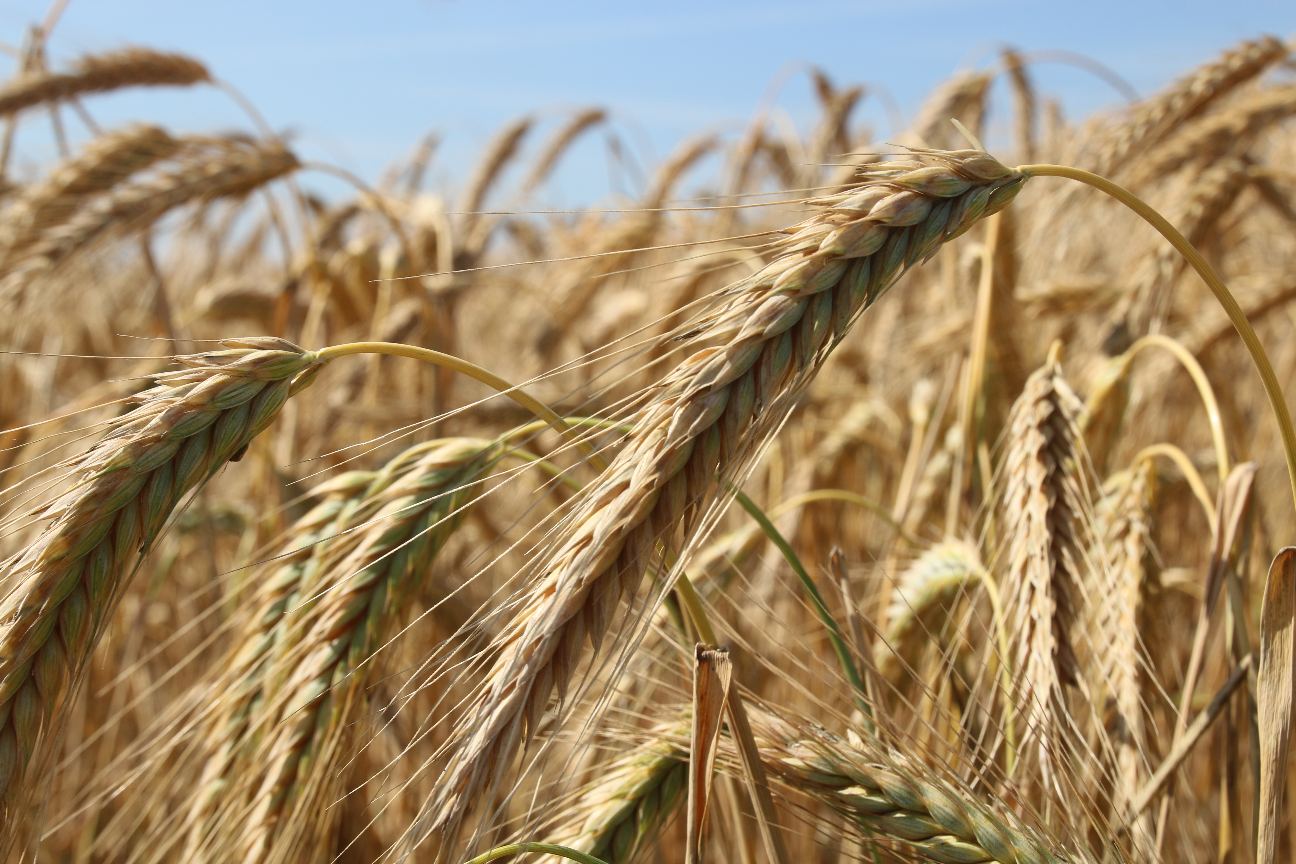 АПК Башкортостана освоил 1 млрд 672 млн рублей федеральных средств по нацпроекту МСП