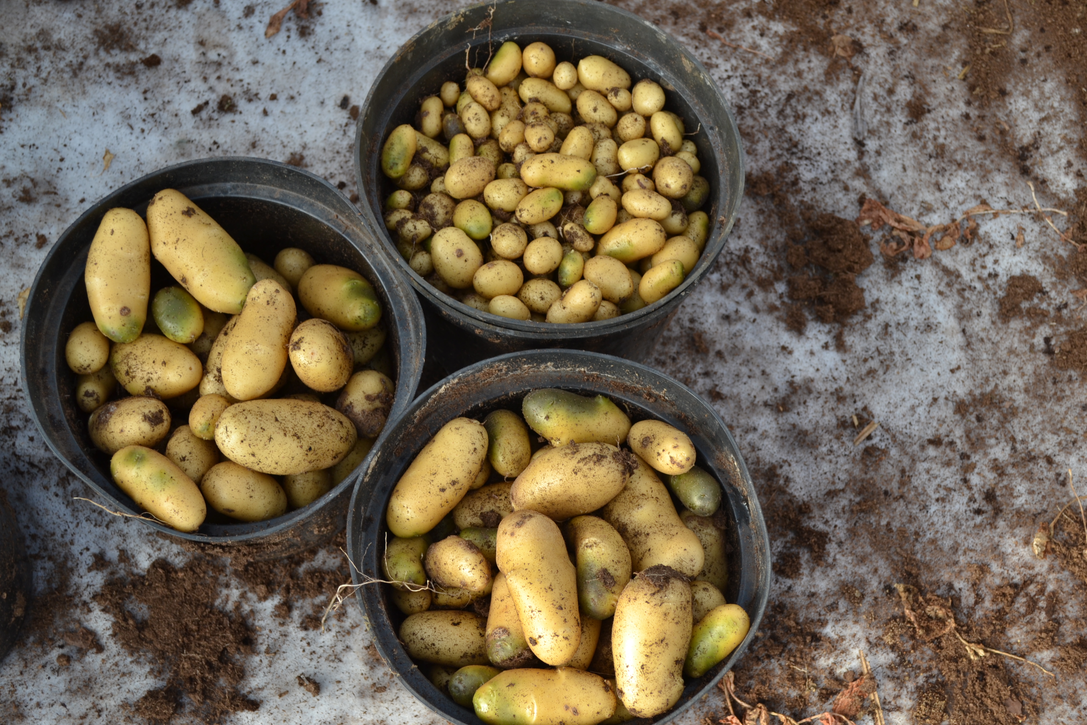 В Новгородской области развивается семеноводство отечественных сортов картофеля