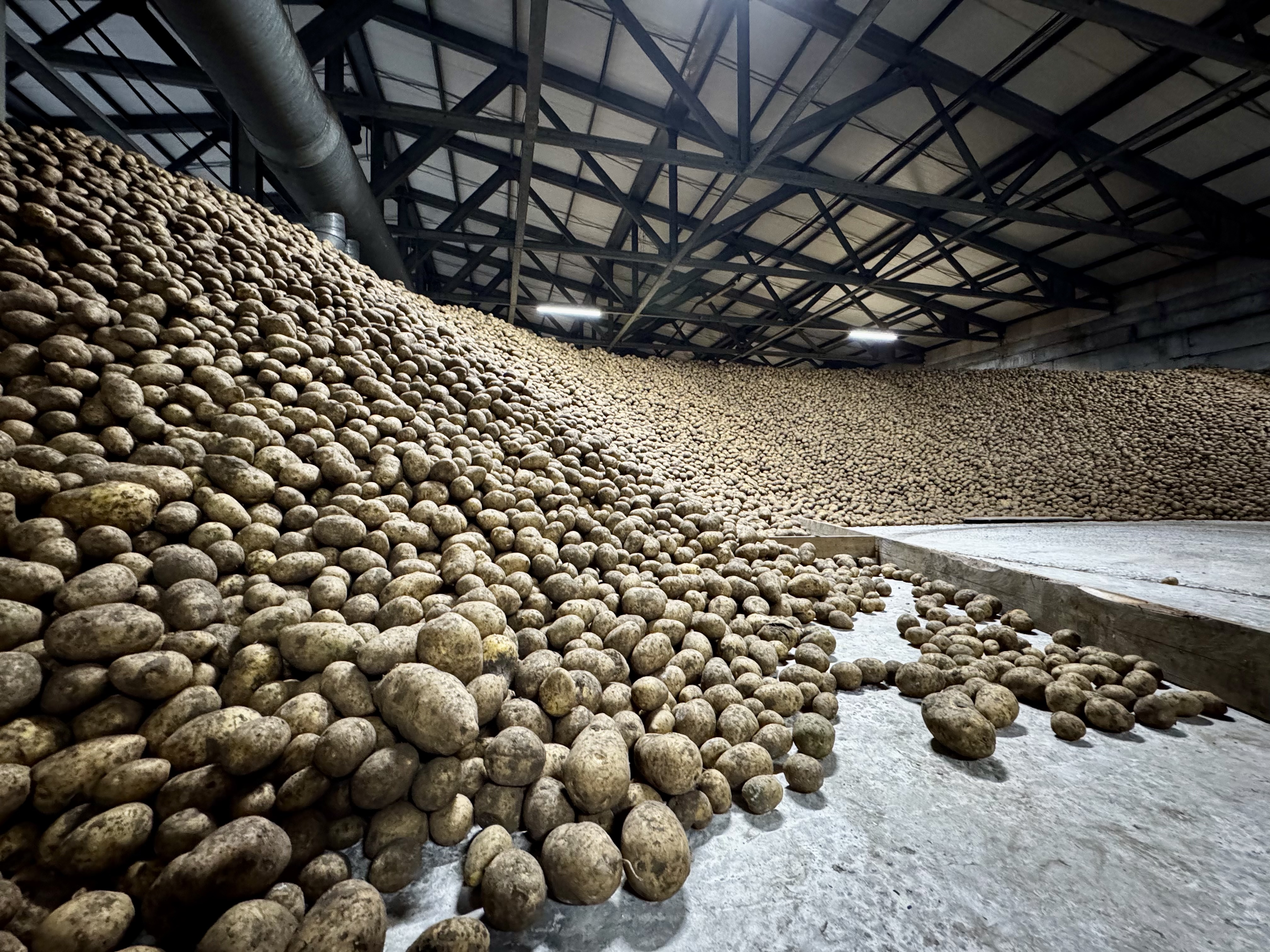 Владельцы личных подворий Красноярского края получат господдержку на выращивание картофеля