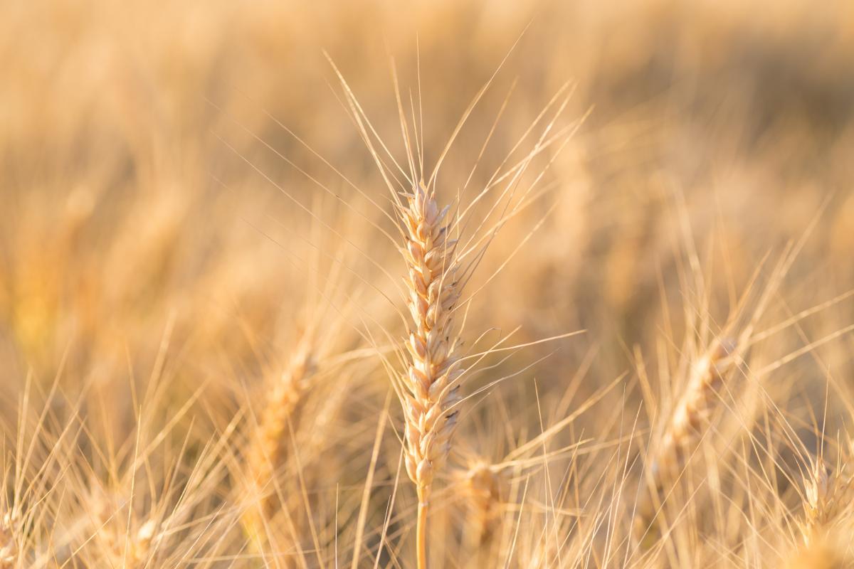 Минсельхоз РФ сохраняет прогноз урожая зерна в 135 млн т 