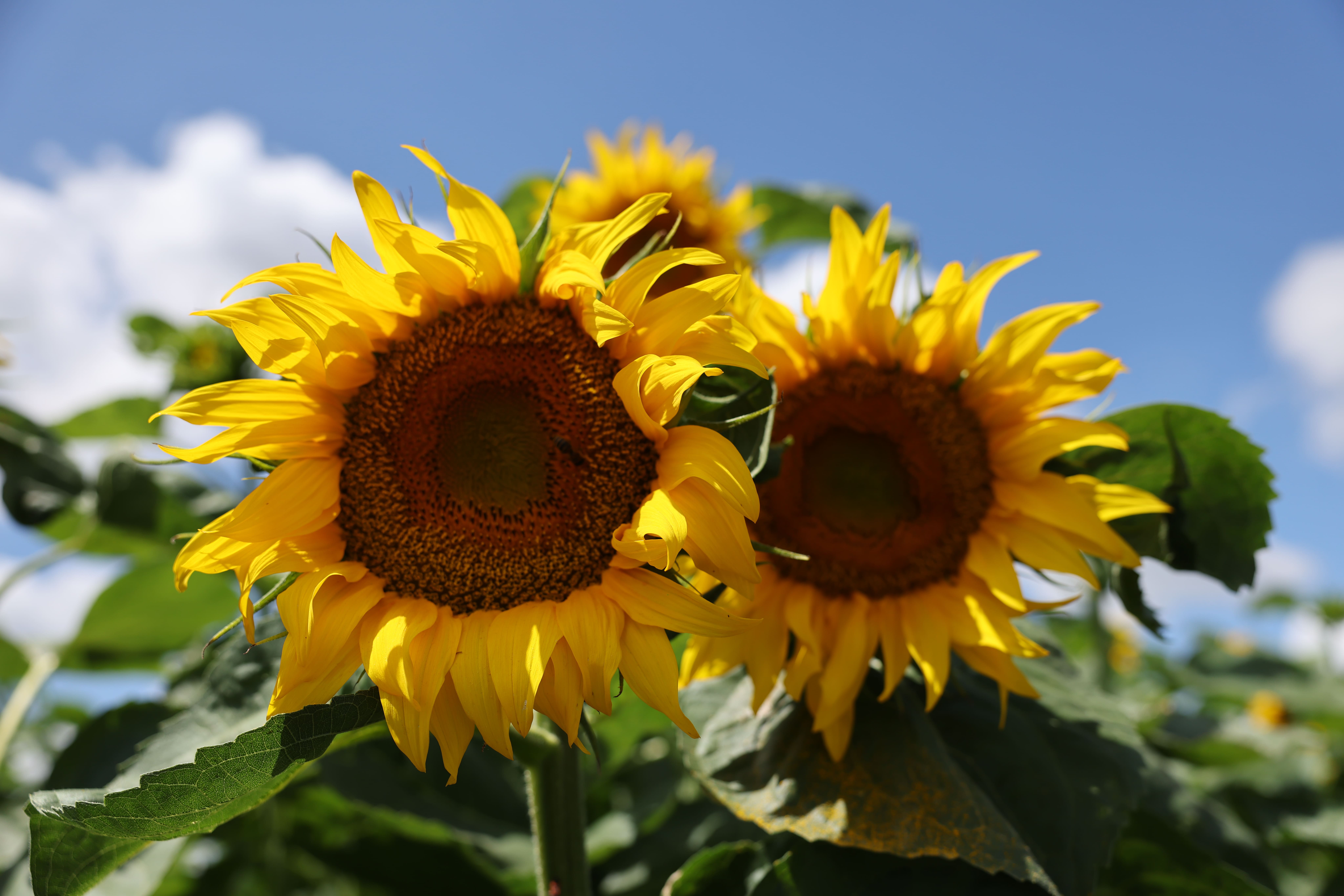 В Липецкой области собрали уже более 950 тысяч тонн масличных
