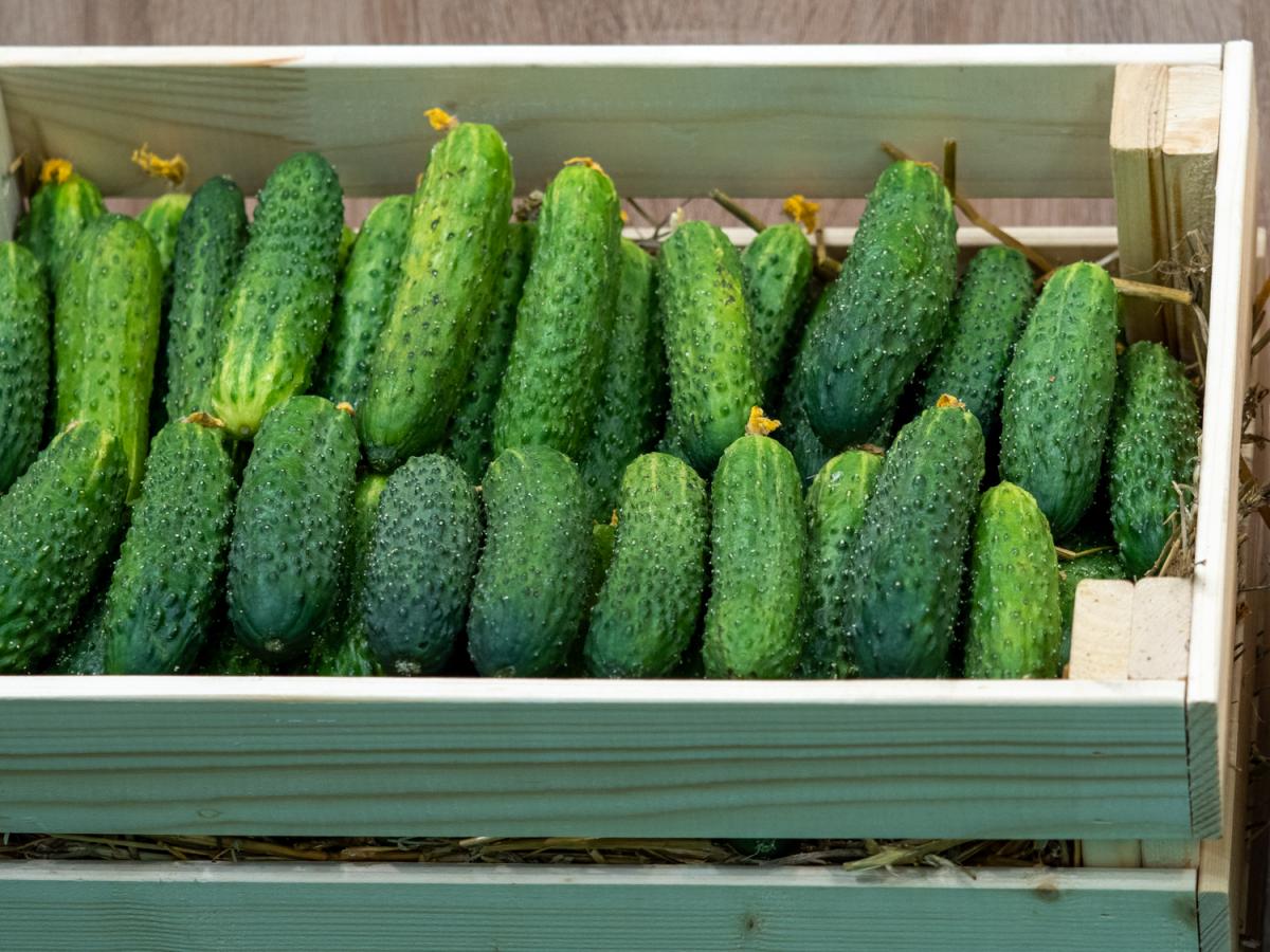 За четыре месяца саратовские тепличные хозяйства собрали более 15 тыс. т овощей