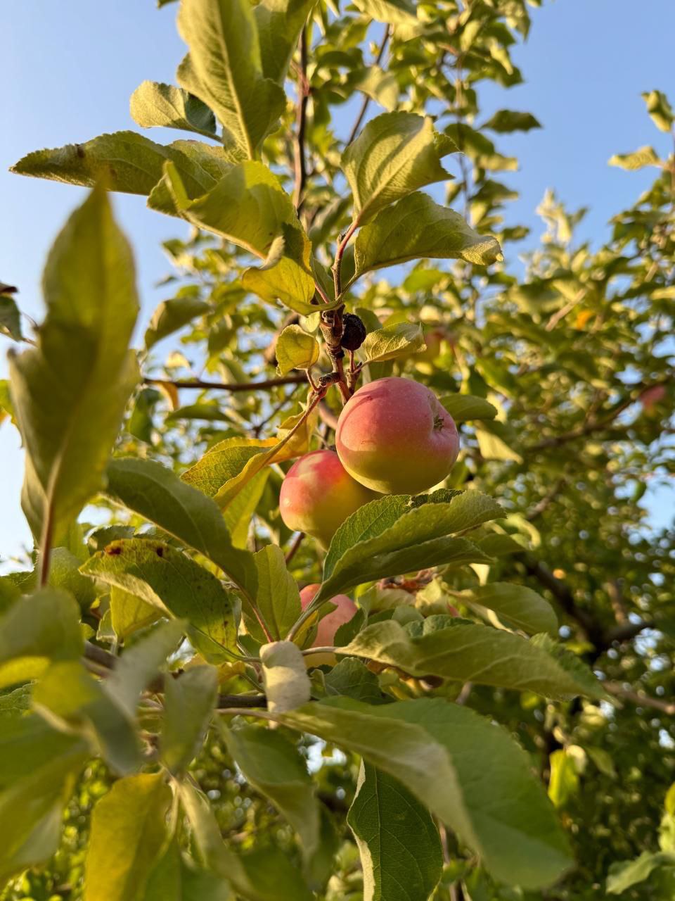 В Саратовской области завершилась весенняя закладка садов