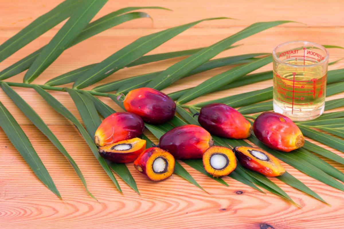 В России использование пальмового масла «зарегулировано» жестче, чем в ЕС и других развитых странах — OleoScope