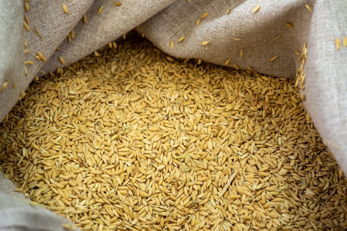 В Хабаровском крае урожай зерновых превысил прошлогодний на 18,5%