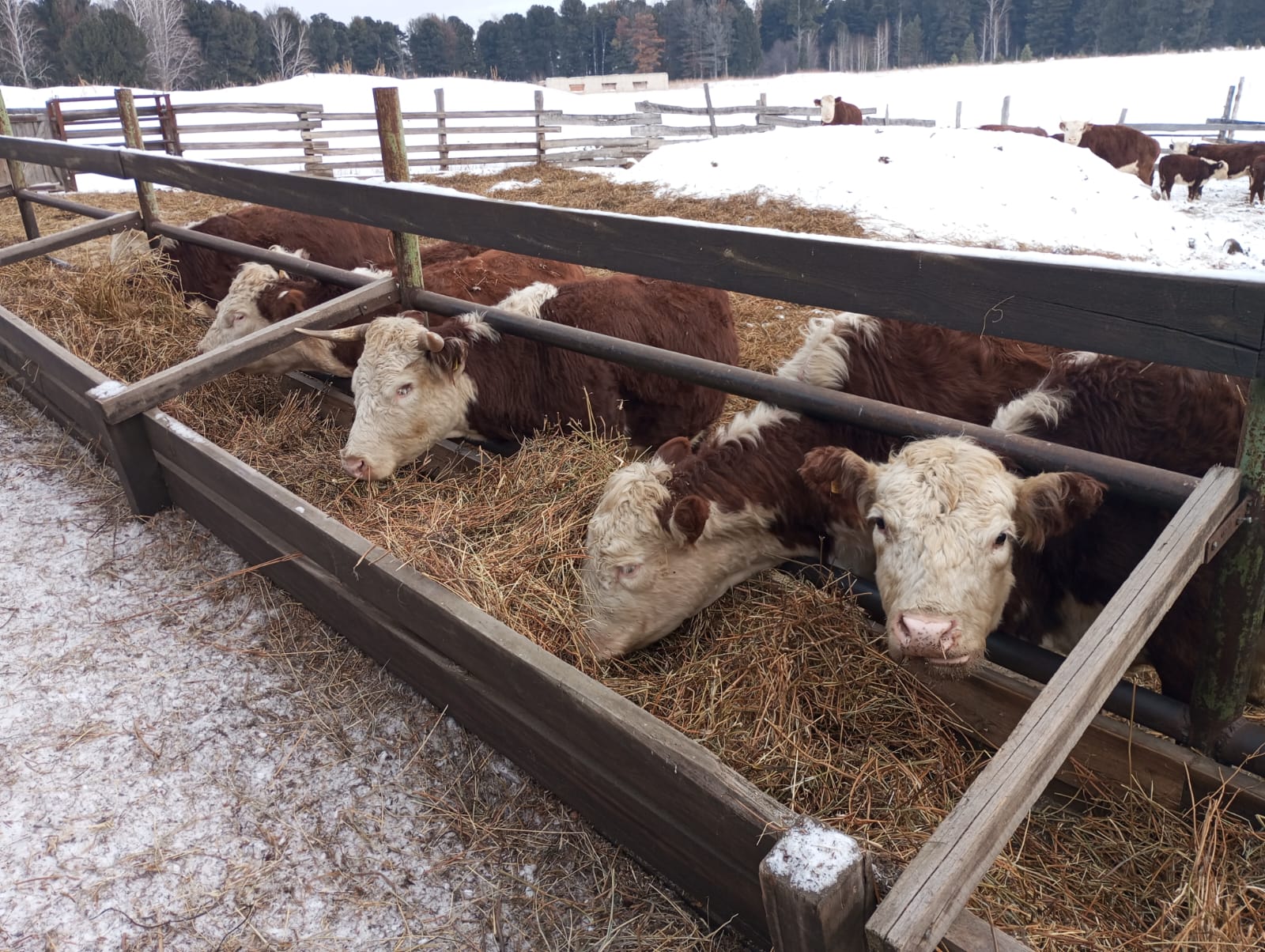 Фермеры Томской области развивают хозяйства с помощью господдержки