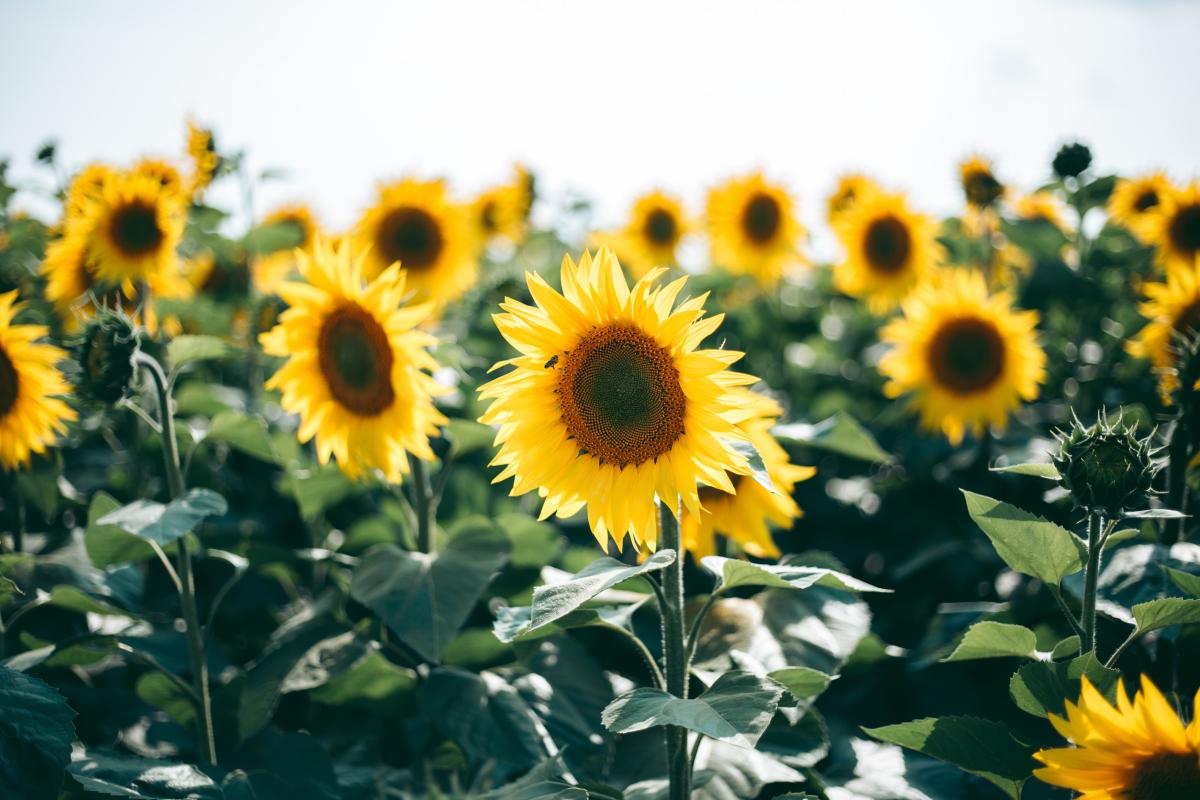 Валовой сбор масличных в РФ может обновить рекорд — эксперты