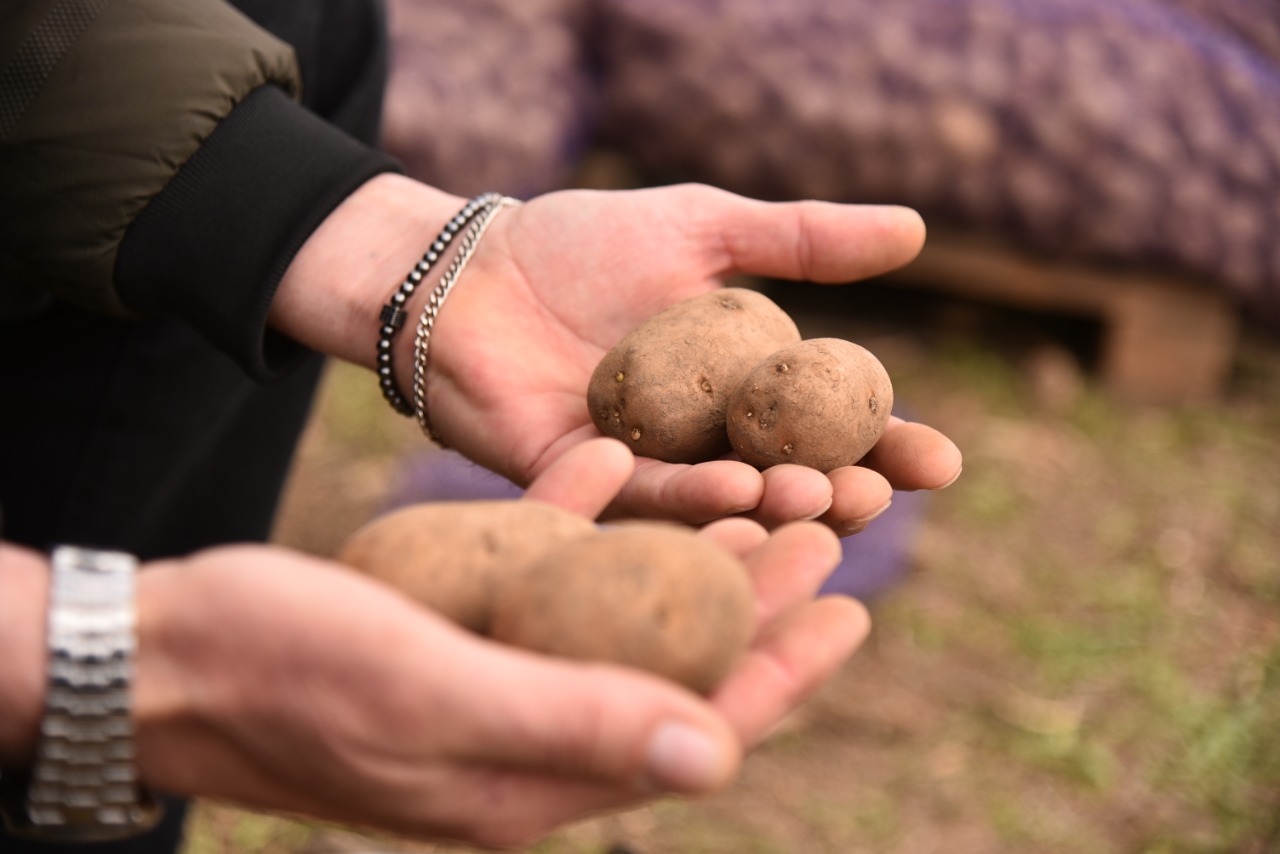 Порядка 70% картофеля высажено в рамках полевых работ в Ставропольском крае