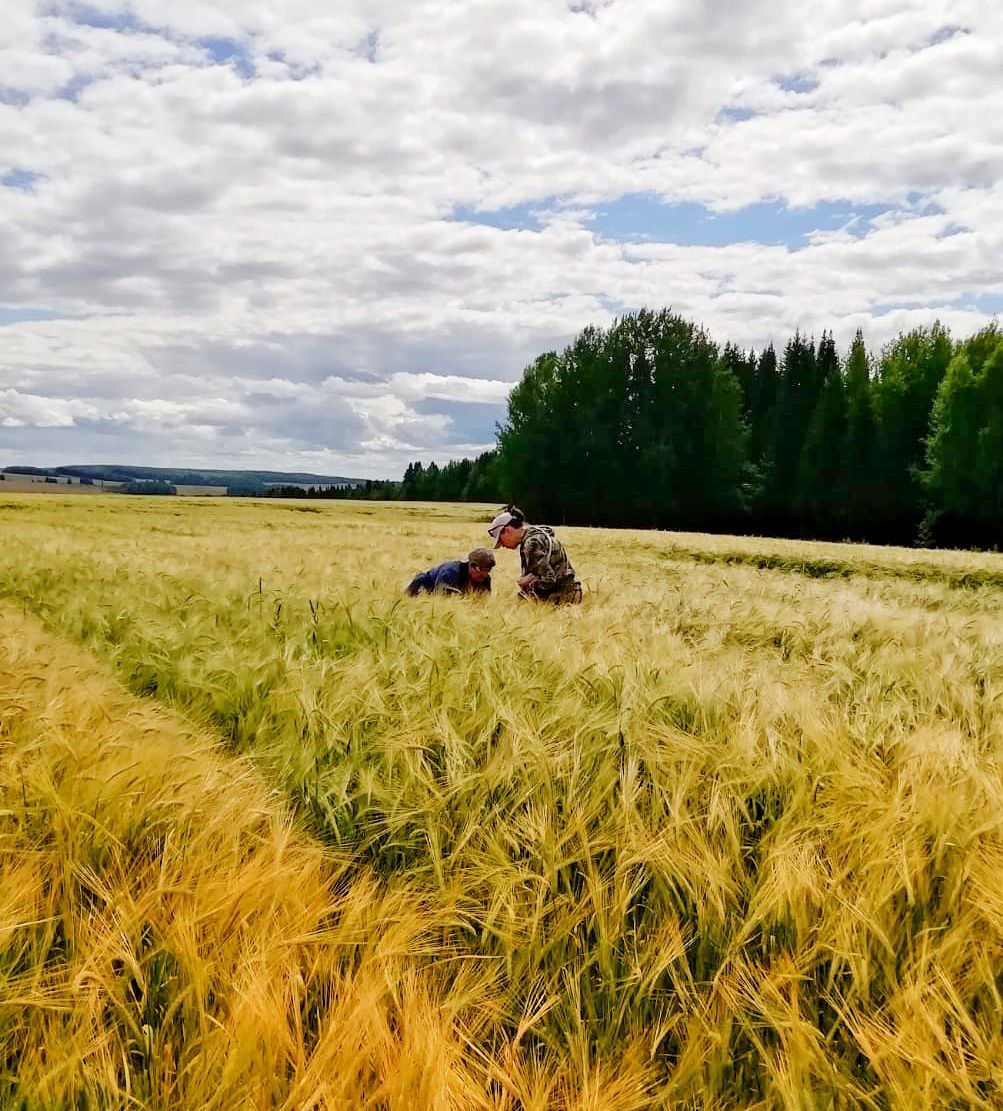 Специалисты Удмуртского Россельхозцентра провели апробацию более 44 тыс. га сортовых посевов республики
