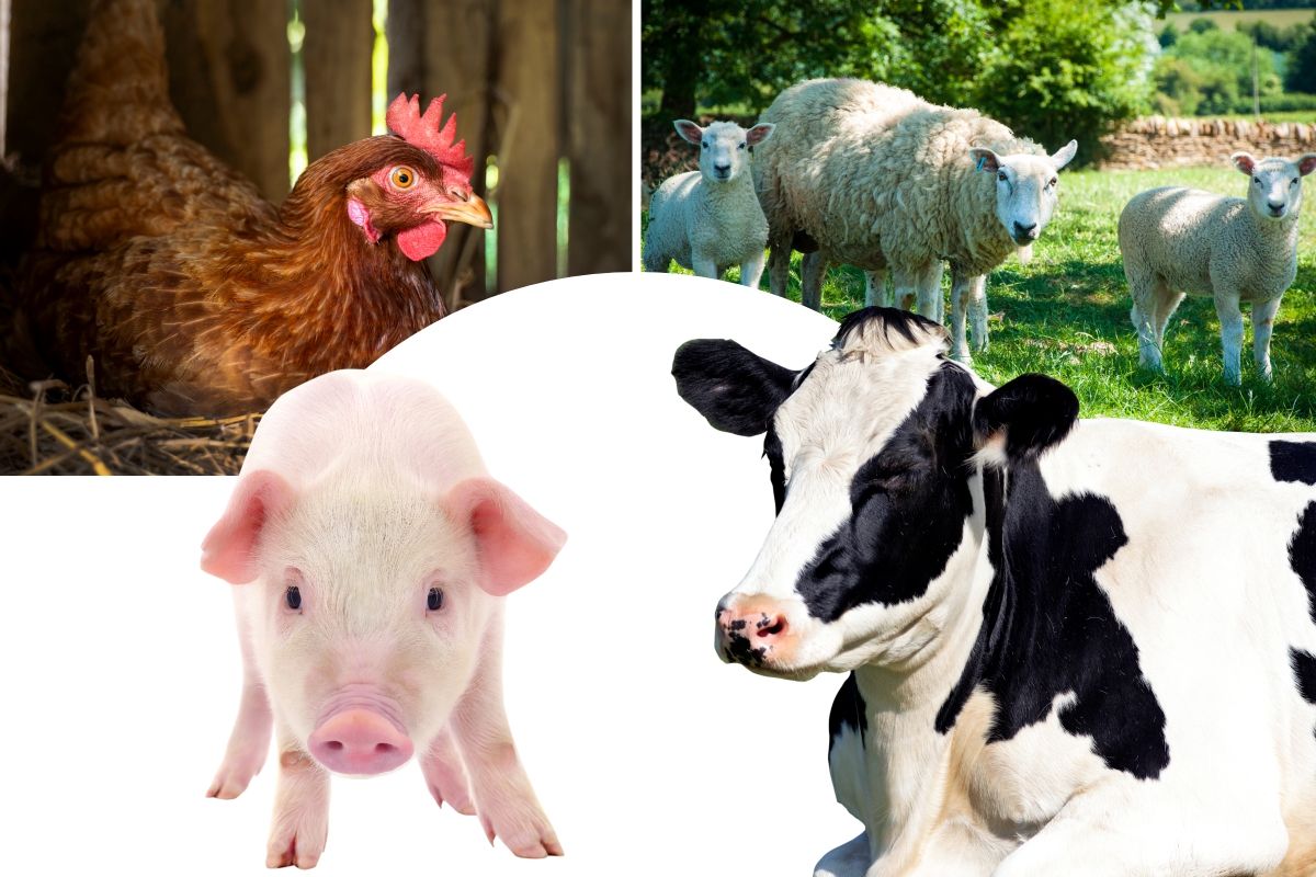В Липецкой области увеличилось поголовье свиней 