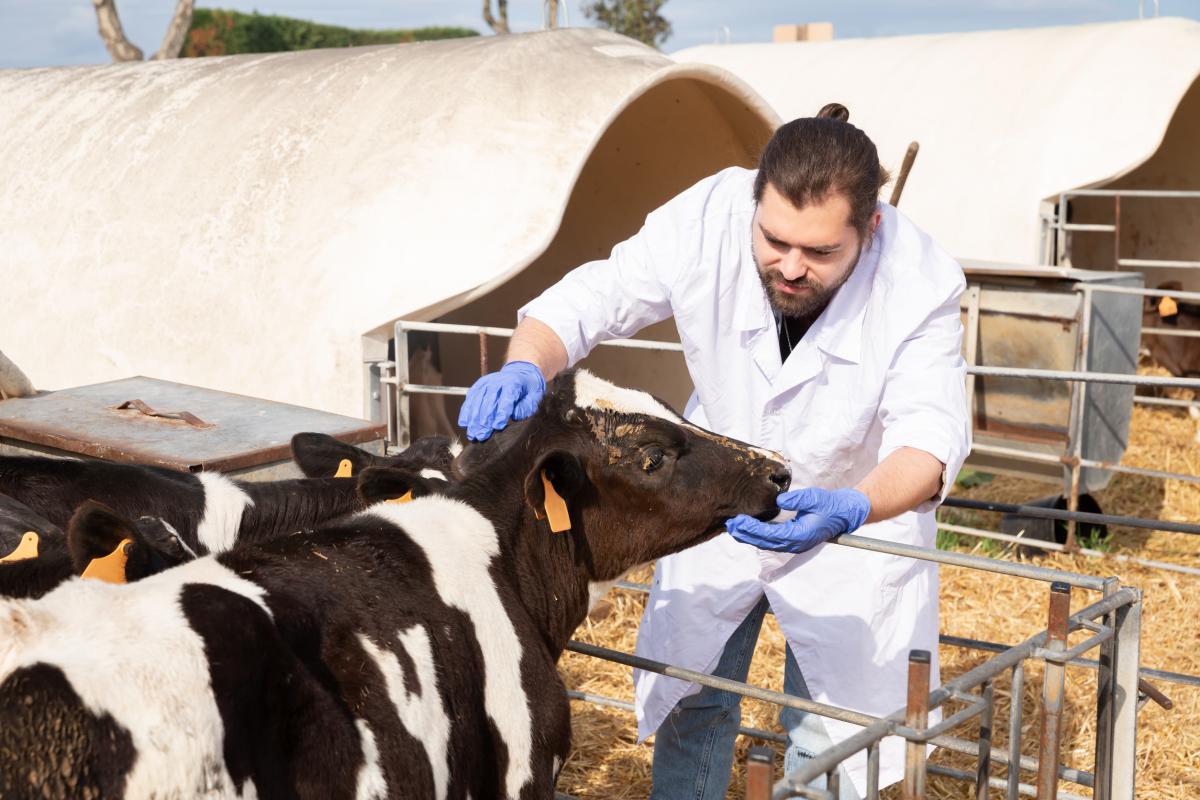 Российские ученые разработали схему укрепления иммунитета телят