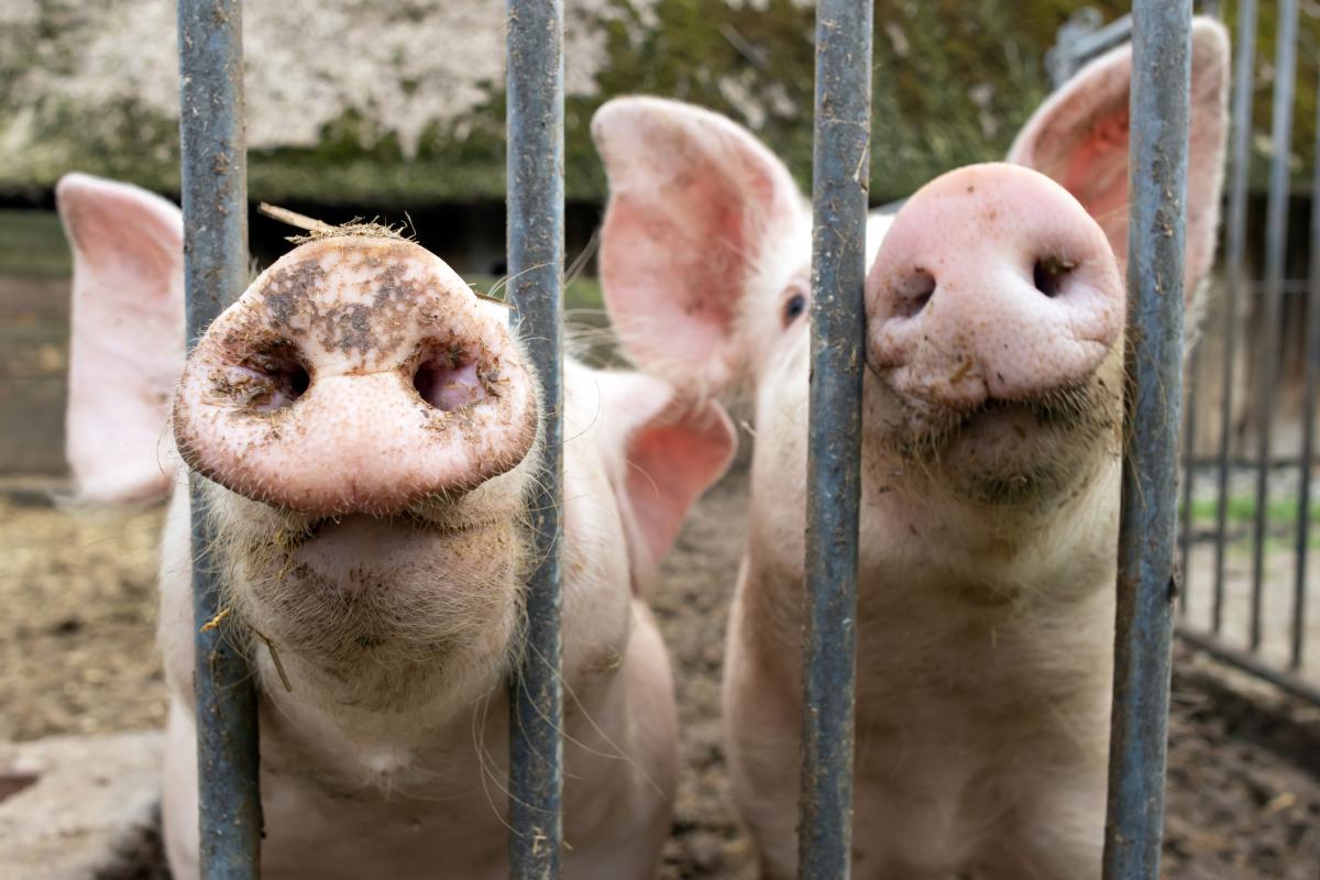 В Приморье на 26,7% увеличилось производство скота и птицы на убой 