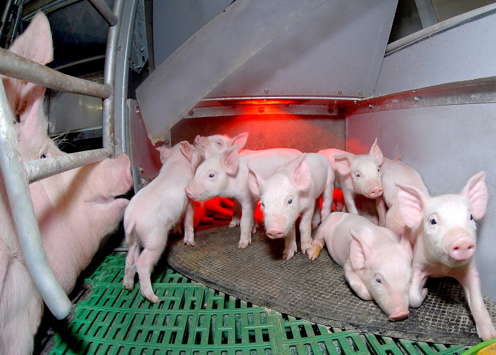 Свыше 800 тыс. свиней содержится в хозяйствах Липецкой области