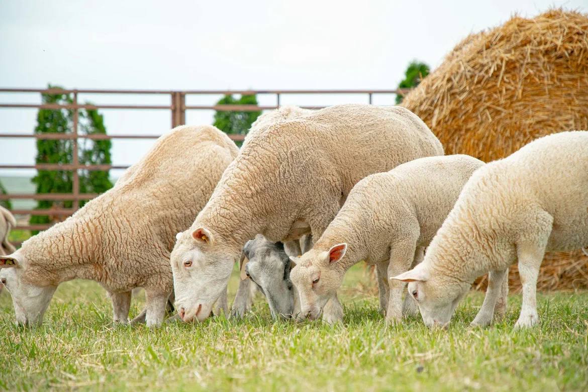 Перспективы развития подотрасли овцеводства обсудили в рамках Кавказской инвестиционной выставки