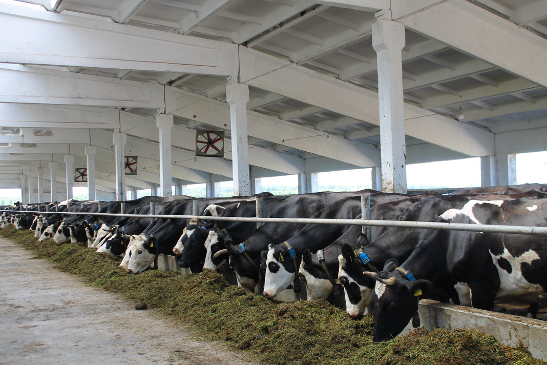 В Ивановской области подведены итоги работы АПК за 7 месяцев 2025 года: в подотрасли животноводства сохраняется устойчивый рост