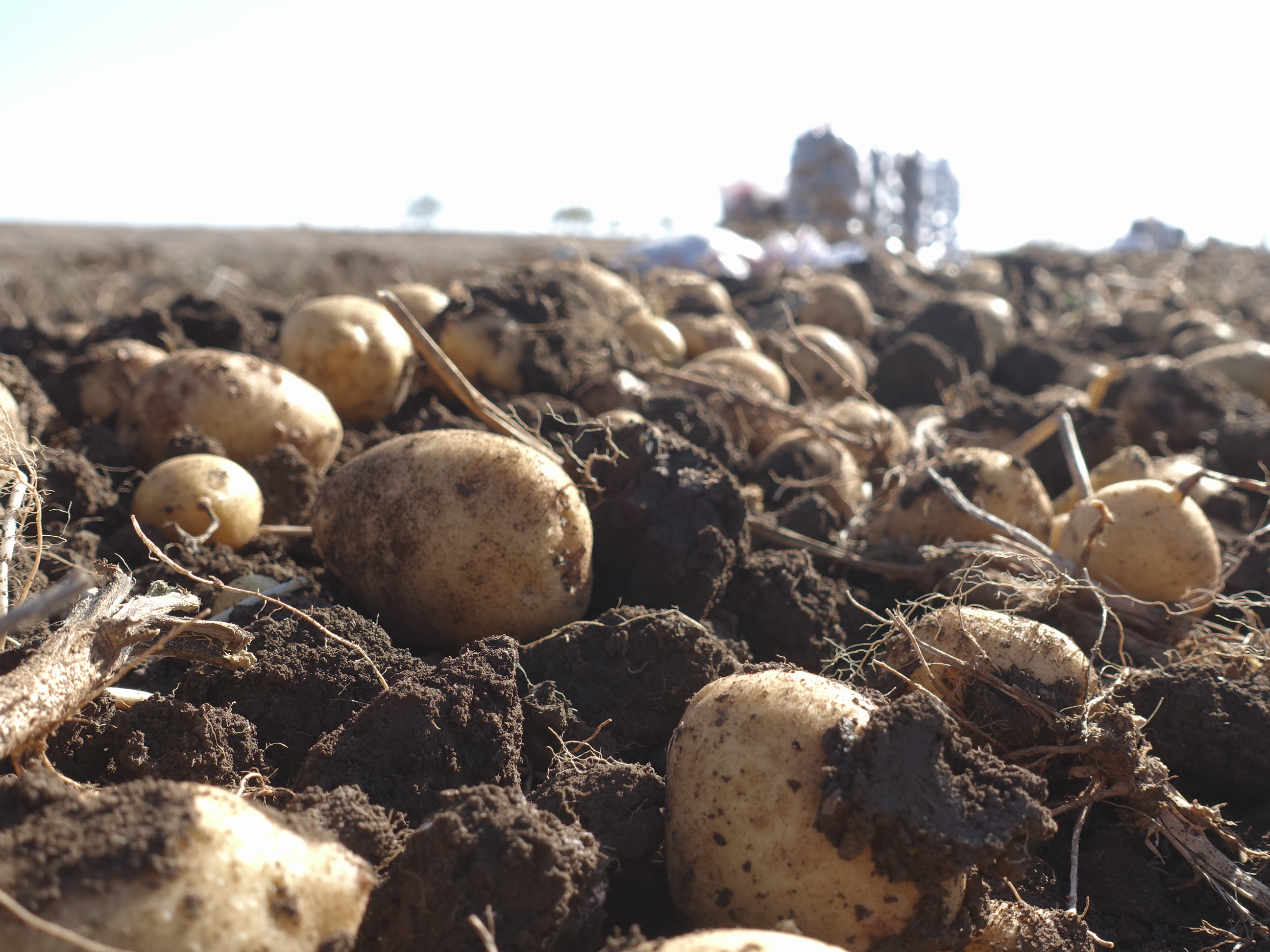 Шесть подмосковных сортов картофеля вошли в десятку лучших в России 