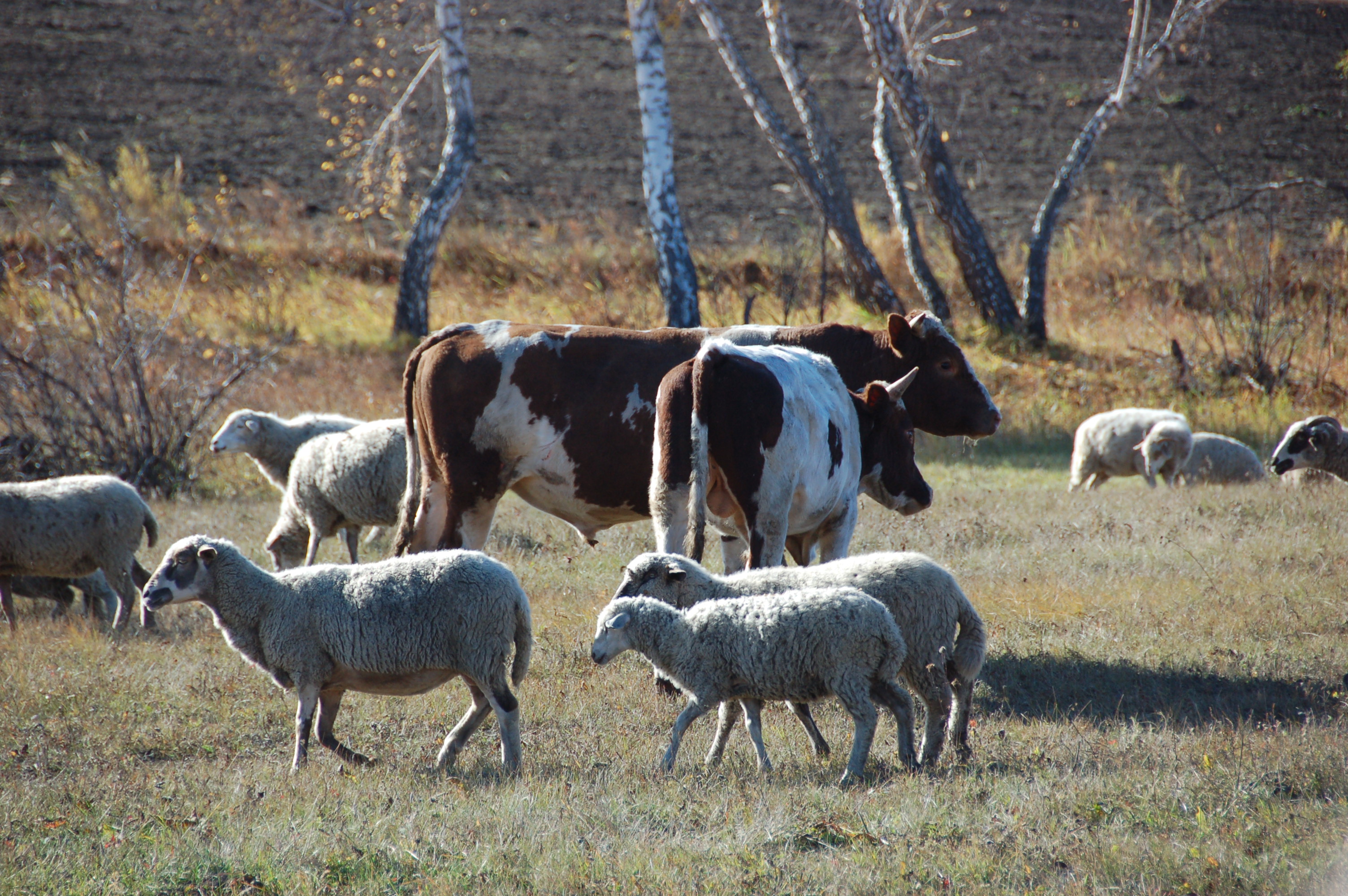 В Минсельхозпроде Дагестана обсудили вопросы племенного животноводства