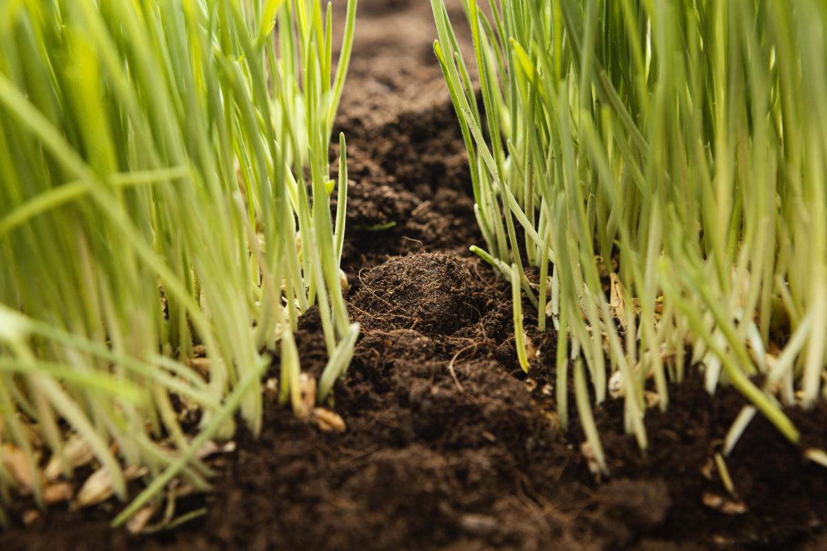 Посевная площадь в Оренбургской области в 2025 году составит 4,3 млн га