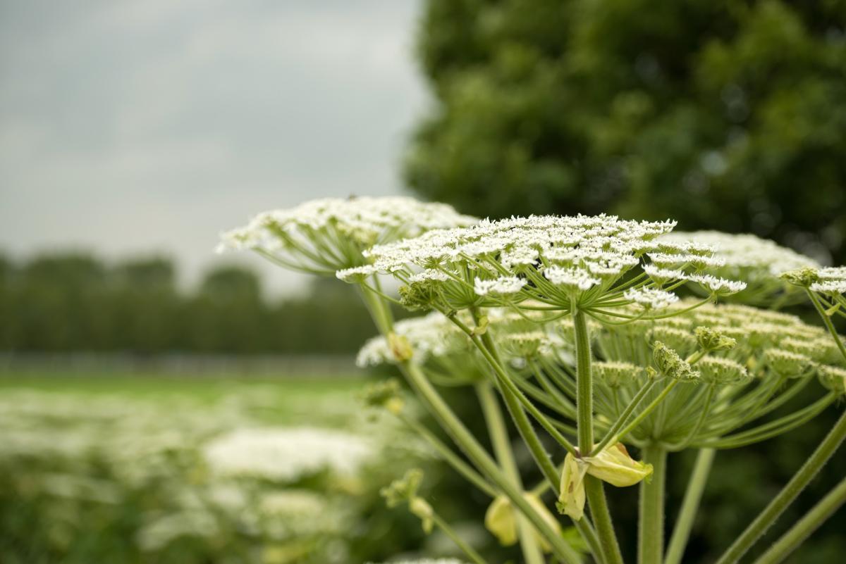 Путин подписал закон о борьбе с борщевиком