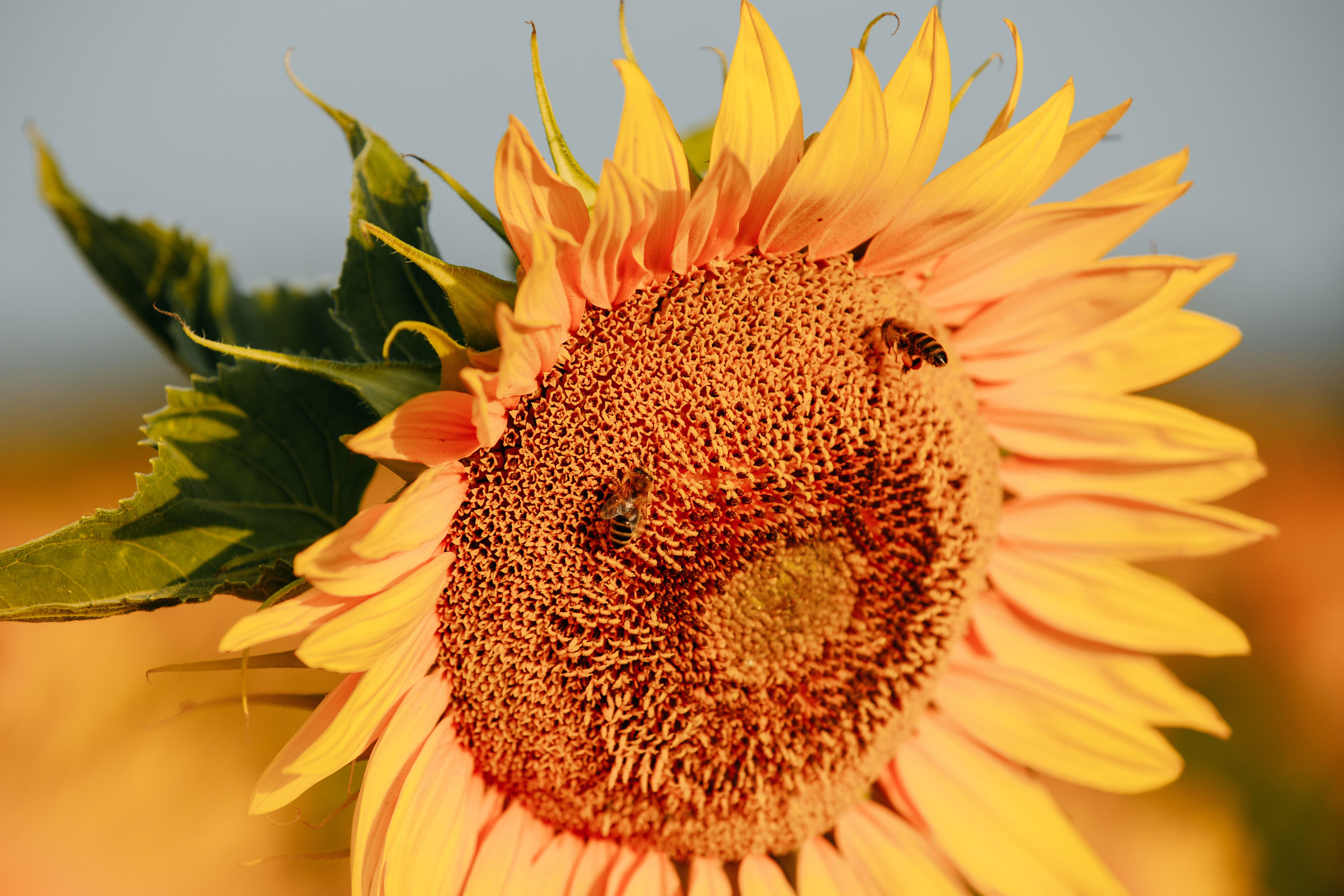 Хозяйства Томской области продолжают уборку масличных и овощей