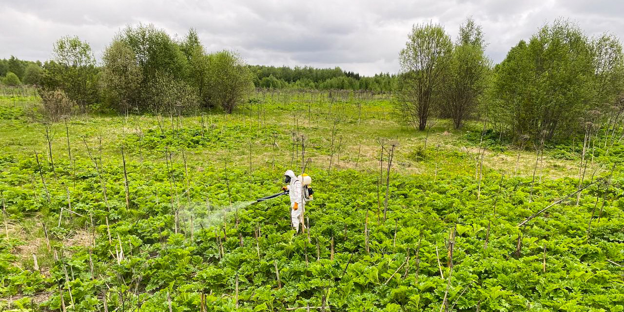 В Ивановской области муниципалитетам выделены средства на борьбу с борщевиком Сосновского