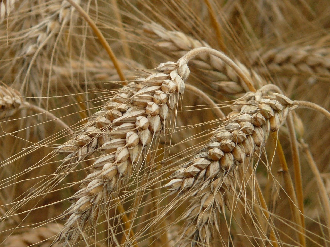 В 2024 году в Саратовской области планируется увеличить площади под твердой пшеницей, соей, нутом и чечевицей